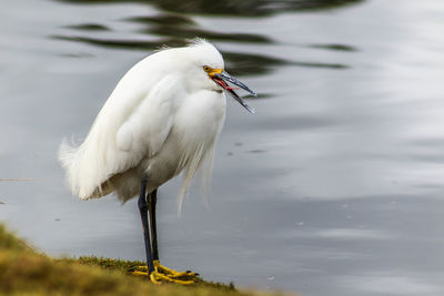 Close-up of bird on lake