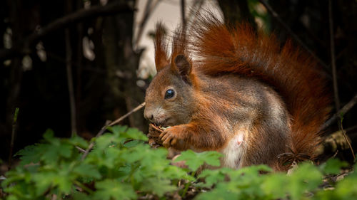 Close-up of squirrel on field