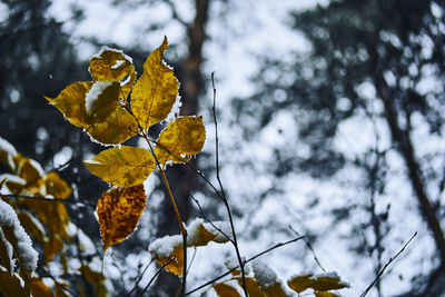 Low angle view of autumnal leaves against trees