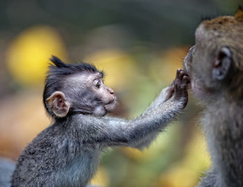 Infant touching monkey at zoo
