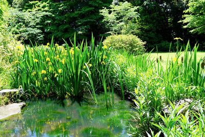 Scenic view of lake in forest