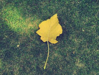 Leaves on ground