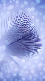 Close-up of water drops on blue background