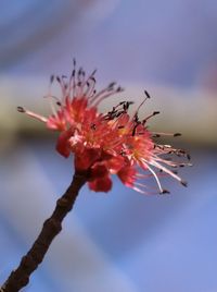 Close-up of cherry blossom against sky