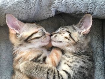 Close-up of cat sleeping