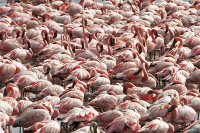 High angle view of flock of flamingo