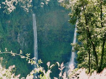 Scenic view of waterfall in forest