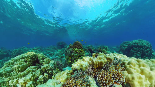 undersea