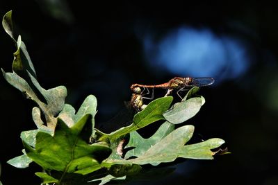 Close-up of insect on plant