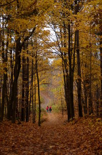 Trees growing in forest during autumn