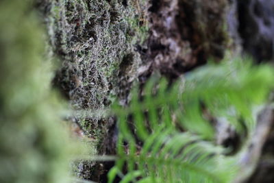 Close-up of moss