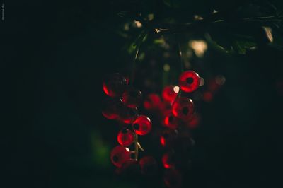 Close-up of red berries on tree at night