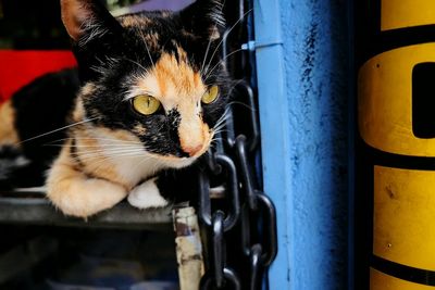 Close-up portrait of cat