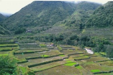 Scenic view of agricultural field