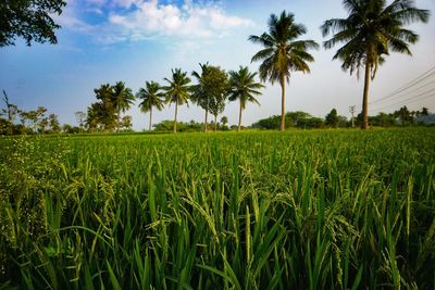 Scenic view of rice field against sky