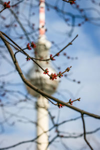 Close-up of bare branches against blurred background