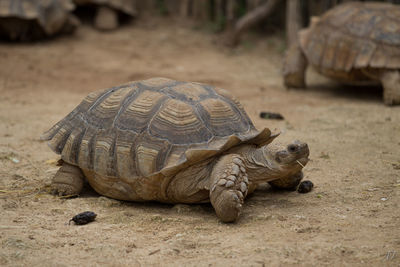 Close-up of tortoises on field