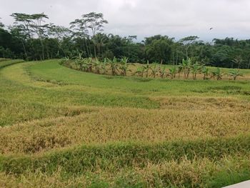 Scenic view of agricultural field against sky