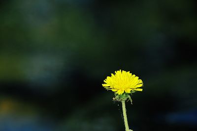 Close-up of yellow dandelion flower