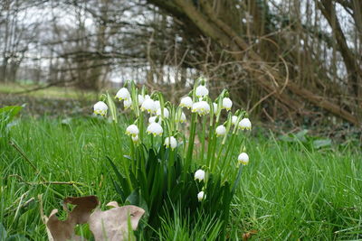 Close-up of white crocus flowers on field