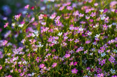 Close-up of pink flowering plants on field