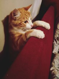 High angle view of cat resting on sofa