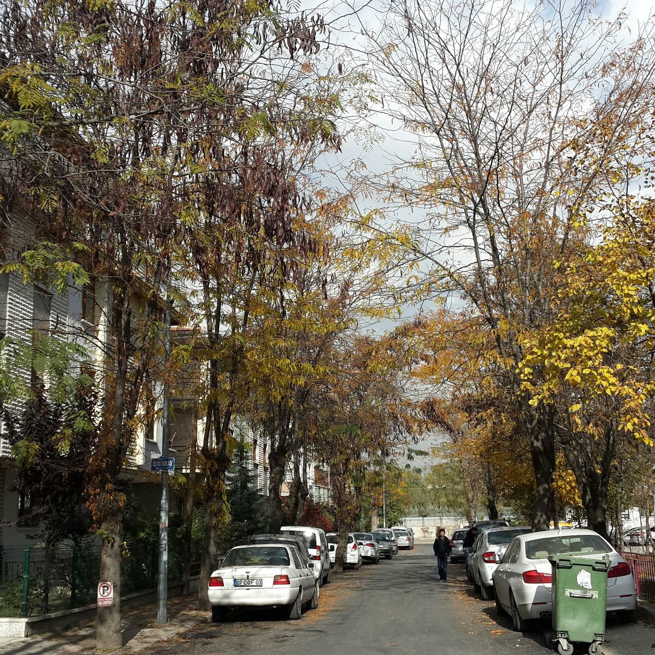 transportation, mode of transport, tree, car, land vehicle, road, street, branch, on the move, nautical vessel, growth, travel, incidental people, the way forward, nature, outdoors, day, parking, stationary, no people