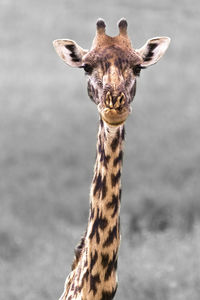 Close-up of giraffe