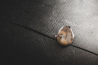 High angle view of cat on road