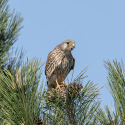 Low angle view of eagle perching on plant against sky