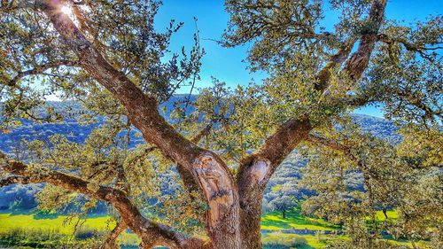 Low angle view of tree against sky