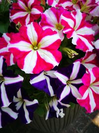 Close-up of various flowers blooming outdoors