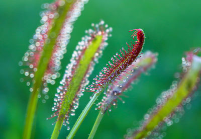 Close-up of water drops on grass