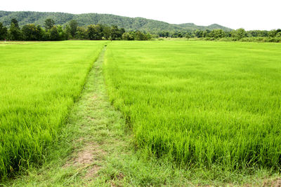 Scenic view of agricultural field