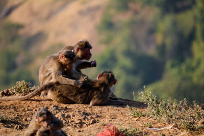 Monkeys relaxing on land