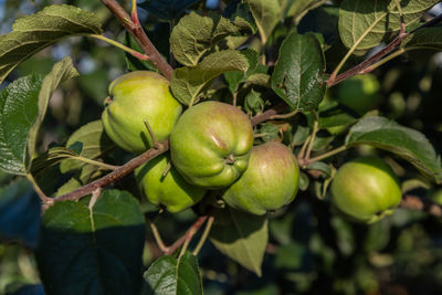 Close-up of apples growing on tree