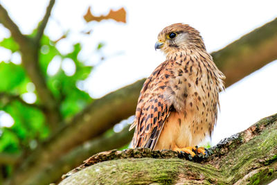 Alert young eagle perching on branch