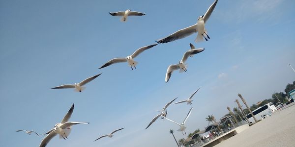 Low angle view of seagulls flying in sky