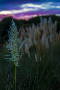 Close-up of flower growing in field against sky at night