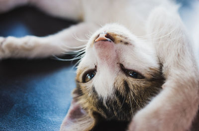 Portrait of cat lying on seat