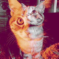 Close-up portrait of cat