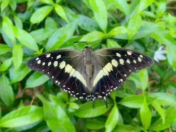 Close-up of butterfly on flower