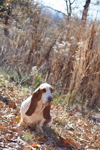 Basset hound adventures