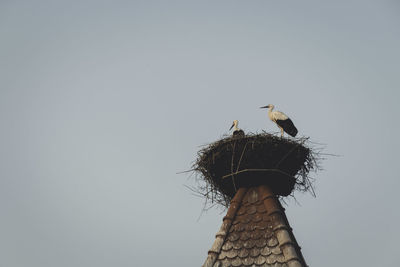 Low angle view of storks perching in nest on tower against clear sky