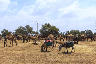 Horses on a field