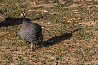 Chicken-d'angola or known as guinea-fowl, on the site in brazil