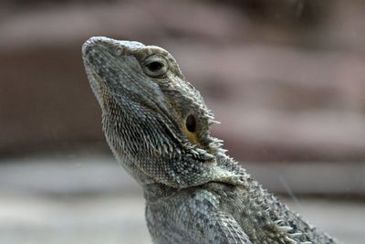 Close up of a bird