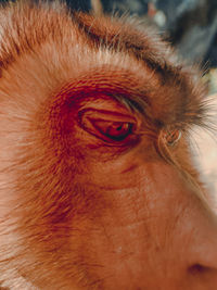 Close-up of man eye