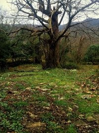 Trees on field in forest