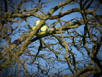 Low angle view of bird perching on tree against sky